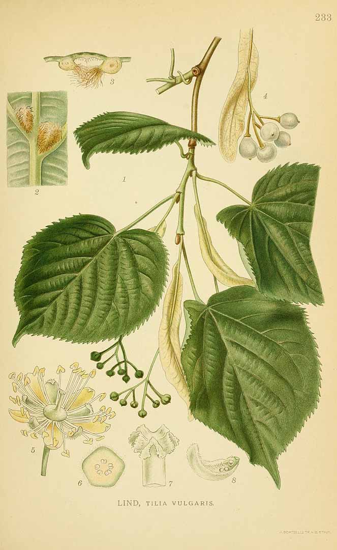 Illustration Tilia x europaea, Par Lindman, C.A.M., Bilder ur Nordens Flora Bilder Nordens Fl. vol. 2 (1922) t. 233, via plantillustrations 
