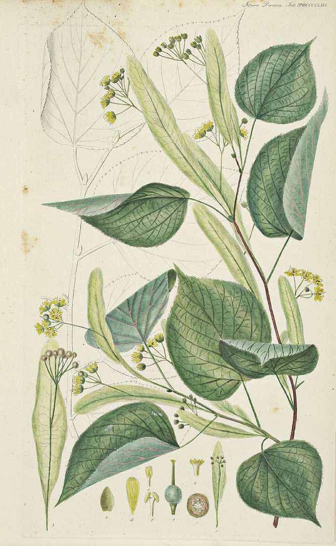 Illustration Tilia x europaea, Par Oeder, G.C., Flora Danica (1761-1861) Fl. Dan. vol. 17 (1877-1883) [tt. 2881-3060] t. 2966, via plantillustrations 