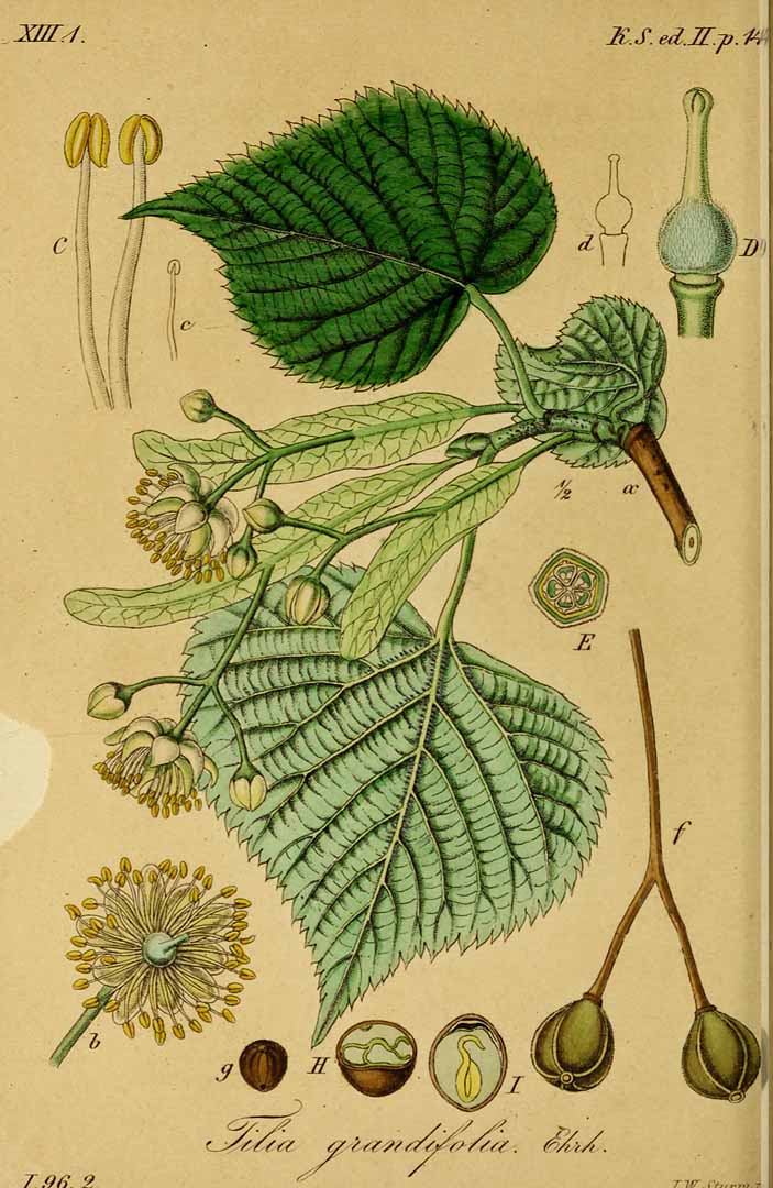 Illustration Tilia platyphyllos, Par Sturm, J., Sturm, J.W., Deutschlands flora (1798-1855) Deutschl. Fl. vol. 20 (1845) t. 88] , via plantillustrations 