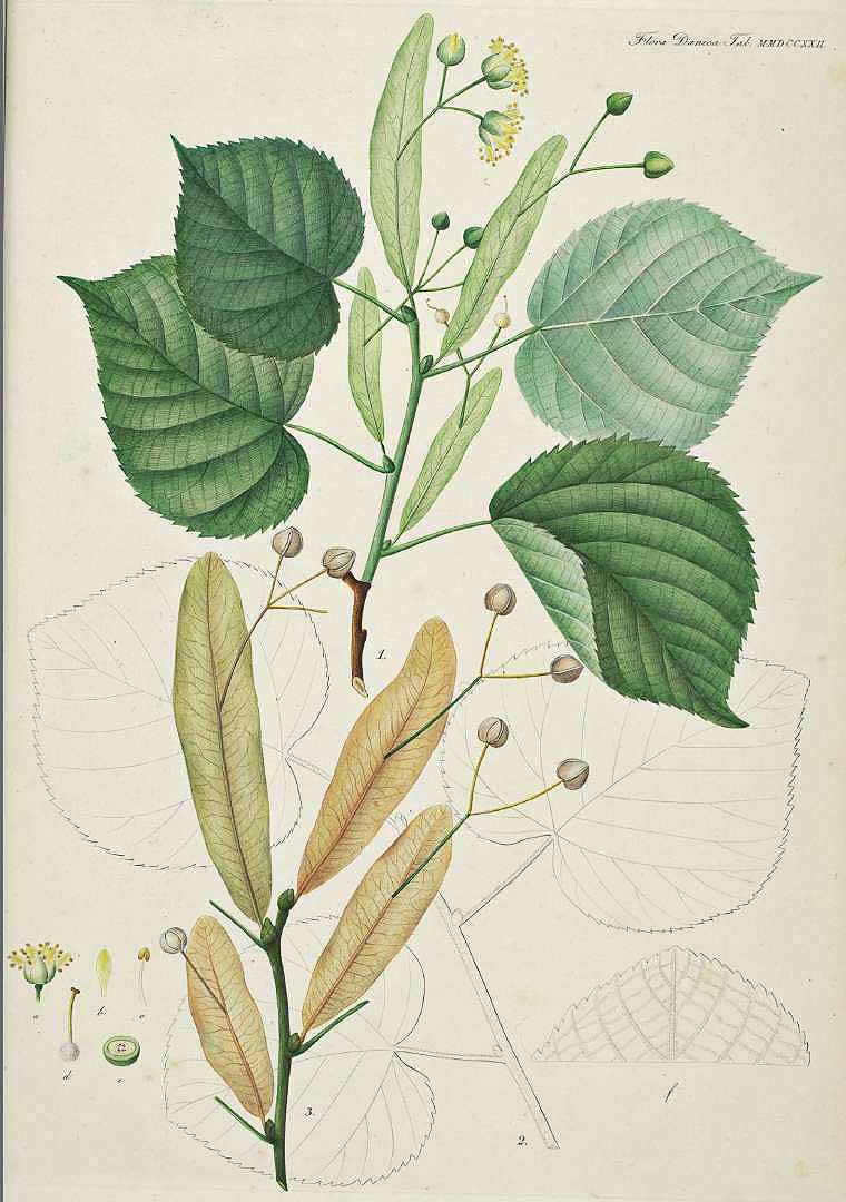 Illustration Tilia platyphyllos, Par Oeder, G.C., Flora Danica (1761-1861) Fl. Dan. vol. 16 (1867-1871) [tt. 2701-2880] t. 2722, via plantillustrations 