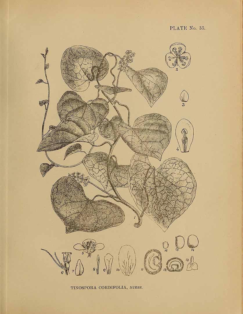 Illustration Tinospora cordifolia, Par Kirtikar, K.R., Basu, B.D., Indian medicinal plants, Plates (1918) Ind. Med. Pl., Plates vol. 1 (1918) t. 35, via plantillustrations 