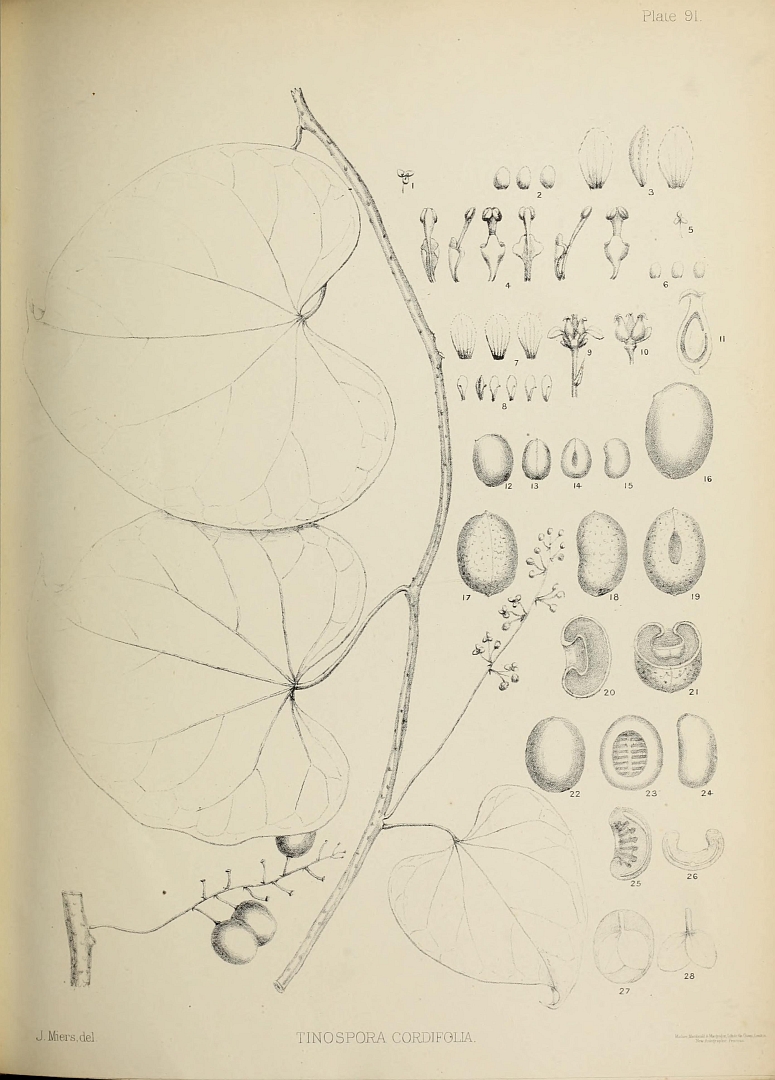 Illustration Tinospora cordifolia, Par Miers, J., Contributions to botany (1851-1871) Contr. Bot. vol. 3 (1864-1871) [Containing a complete monograph of the Menispermaceae] t. 91	p. 31 , via plantillustrations 