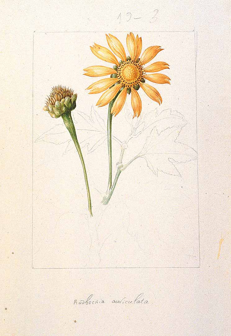 Illustration Tithonia diversifolia, Par Sessé, M., Mociño, M., Drawings from the Spanish Royal Expedition to New Spain (17871803) (1787-1803) Draw. Roy. Exped. New Spain (1787), via plantillustrations 