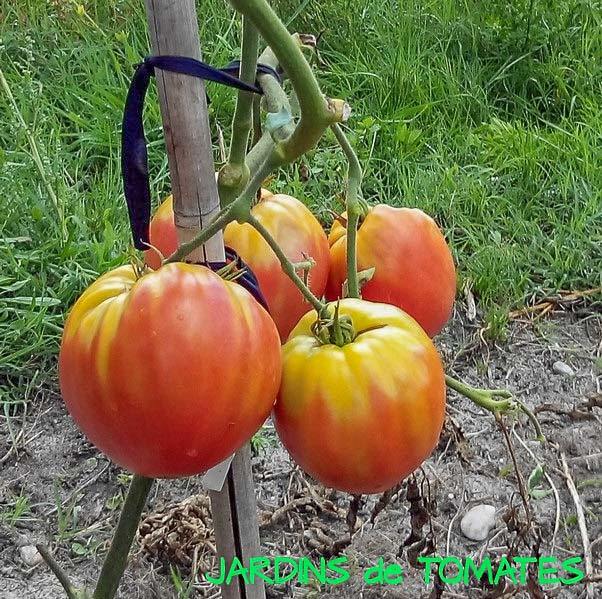 Illustration Solanum lycopersicum cv. 'Bobbie Op', Par inconnu, via tomatofifou 