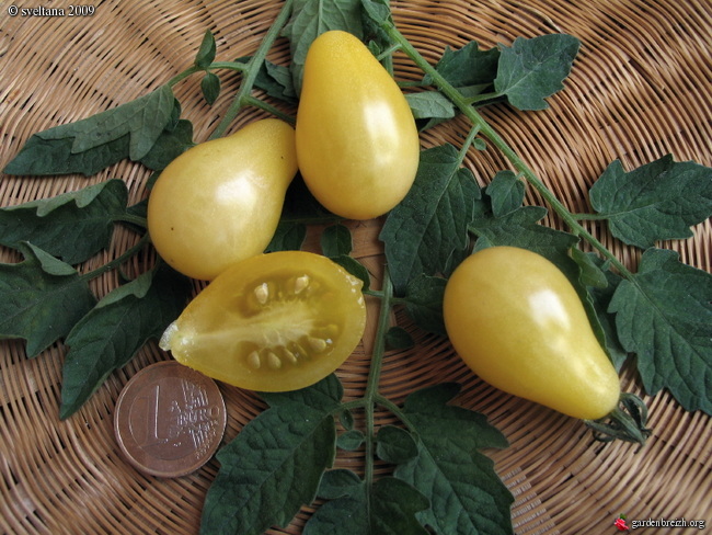 Illustration Solanum lycopersicum cv. 'Poire Blanche Op', Par inconnu, via x 