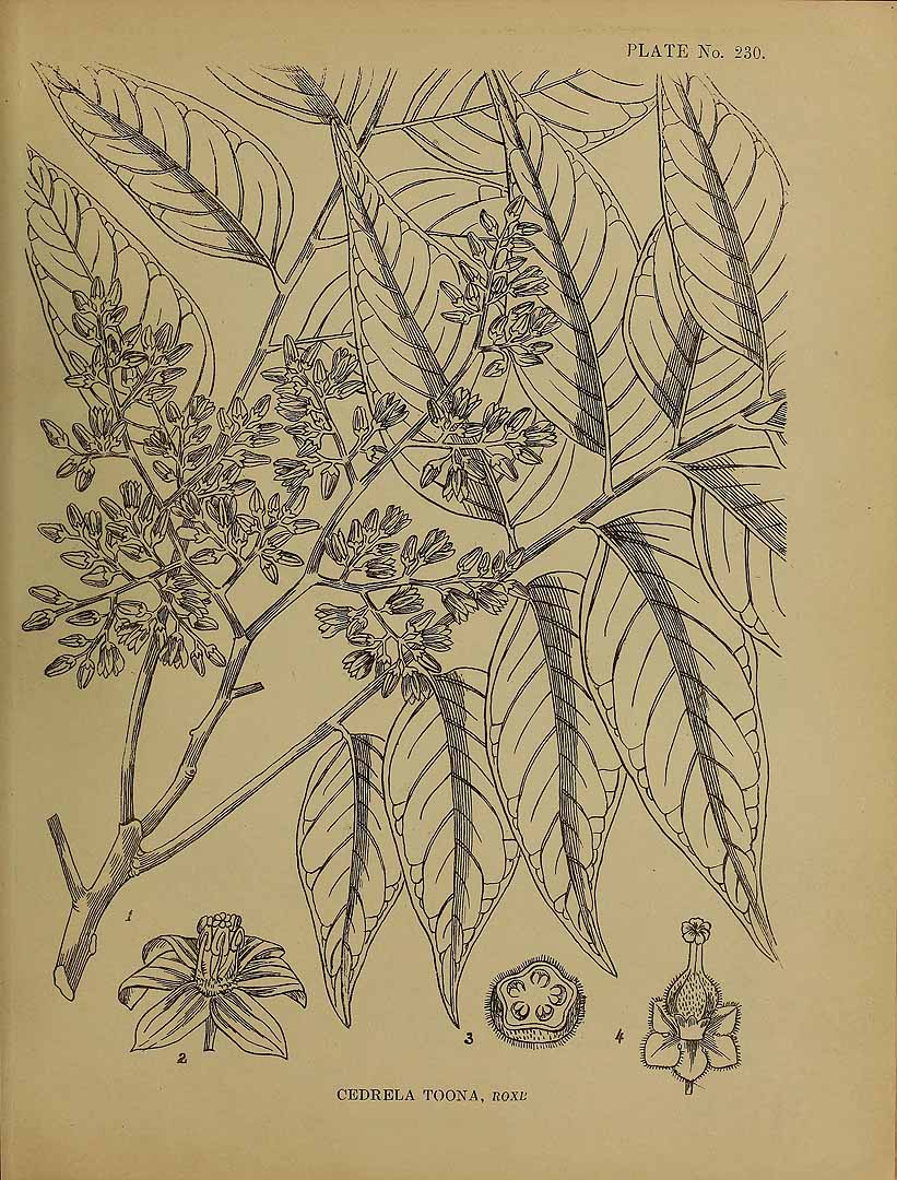 Illustration Toona ciliata, Par Kirtikar, K.R., Basu, B.D., Indian medicinal plants, Plates (1918) Ind. Med. Pl., Plates vol. 2 (1918) t. 230, via plantillustrations 