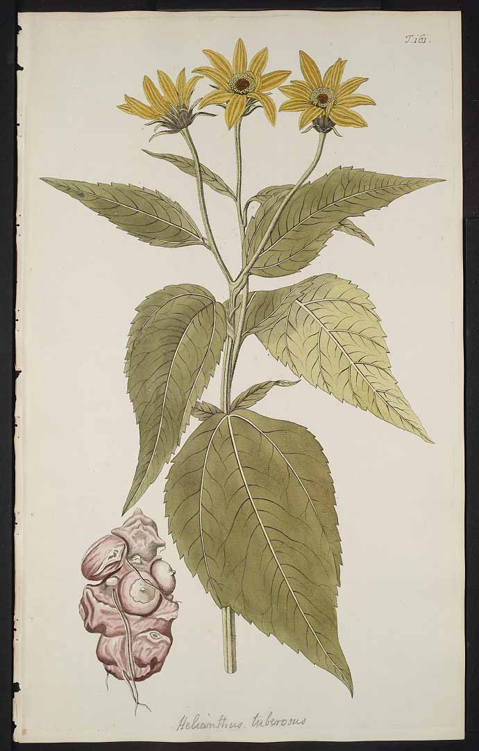 Illustration Helianthus tuberosus, Par Jacquin N.J. von (Hortus botanicus vindobonensis, vol. 2: t. 161, 1772), via x 