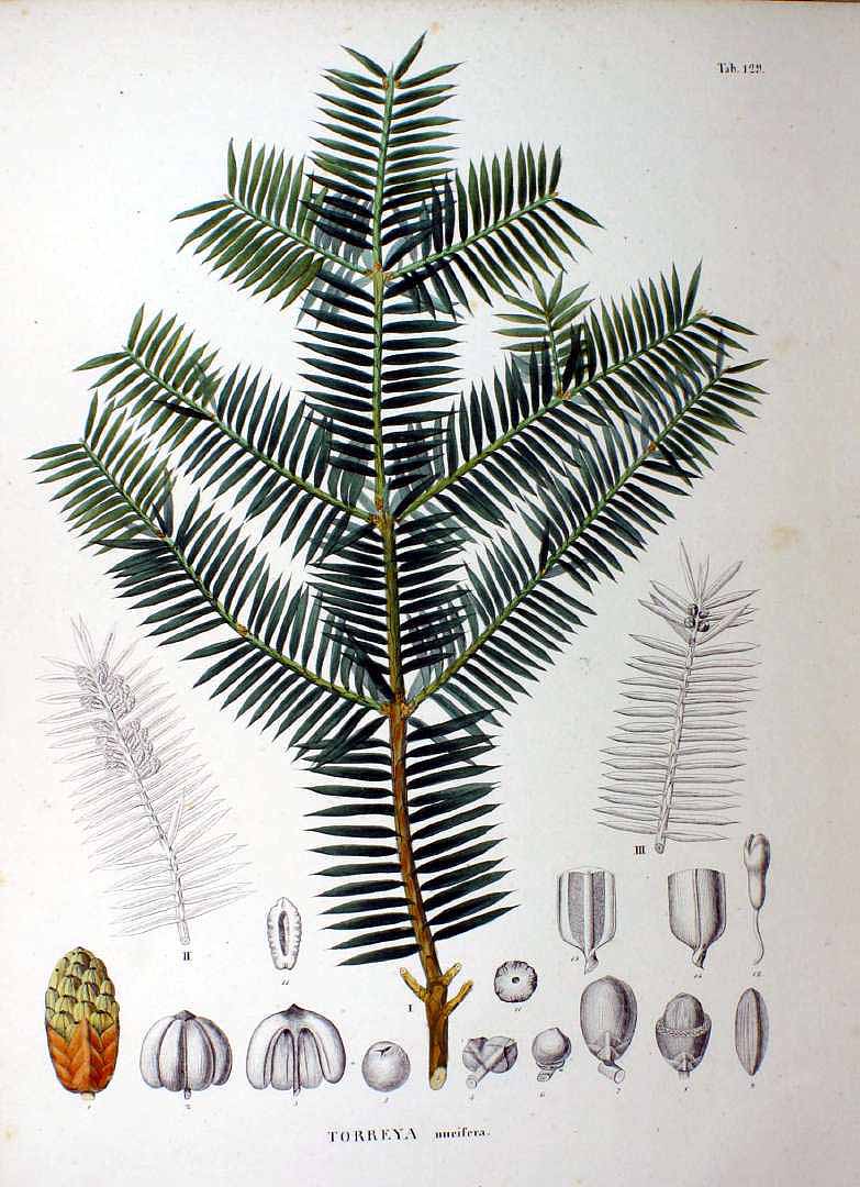 Illustration Torreya nucifera, Par Siebold, P.F. von, Zuccarini, J.G., Flora Japonica (1842-1870) Fl. Jap. t. 129, via plantillustrations 