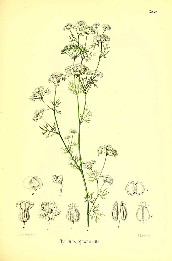 Illustration Trachyspermum ammi, Par Berg, O.C., Schmidt, C.F., Atlas der officinellen Pflanzen (1893-1902) Atlas. Off. Pfl. vol. 2 (1894) t. 74, via plantillustrations 