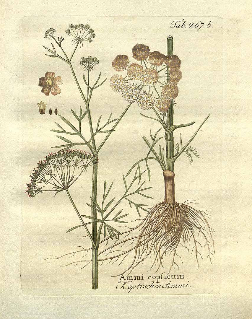 Illustration Trachyspermum ammi, Par Vietz, F.B., Icones plantarum medico-oeconomico-technologicarum (1800-1822) Icones Pl. Med.-Oecon. vol. 3 (1806) t. 267b , via plantillustrations 