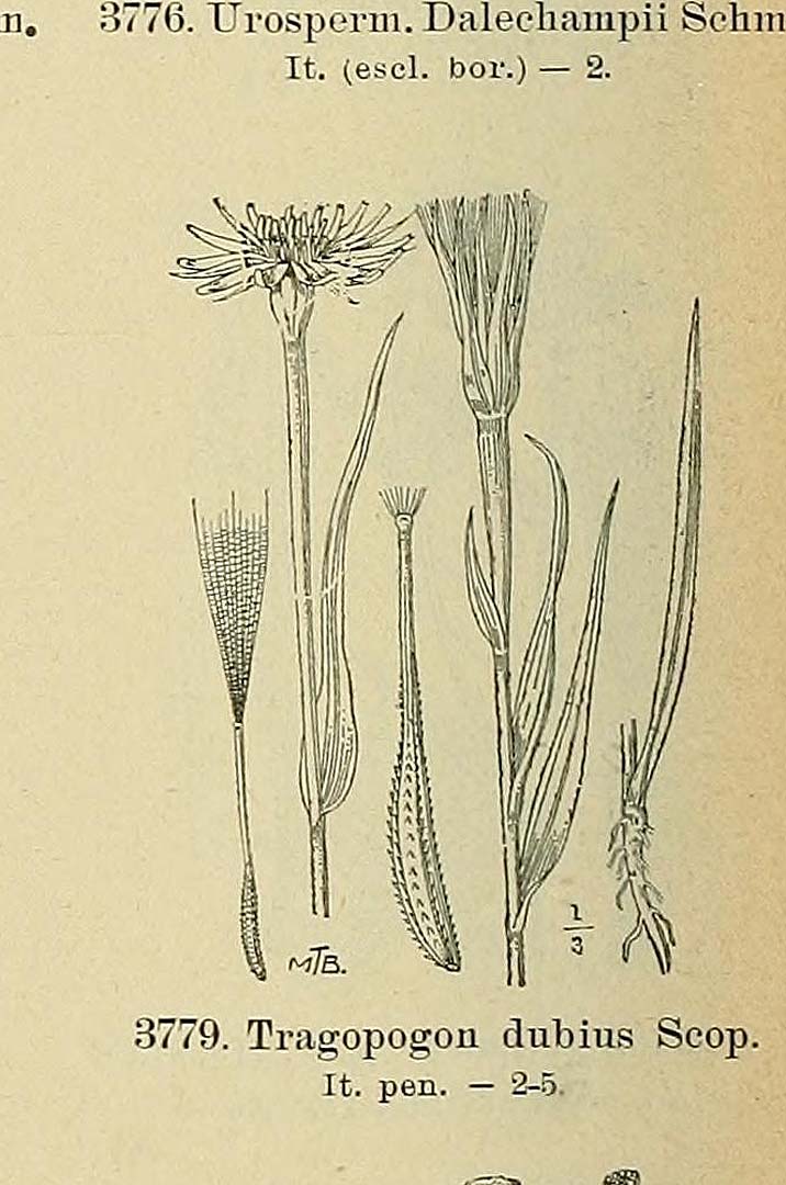 Illustration Tragopogon dubius, Par Fiori, A., Paoletti, G., Iconographia florae italicae (1895-1904) Iconogr. Fl. Ital. t. 3779	p. 476 f. 6 , via plantillustrations 