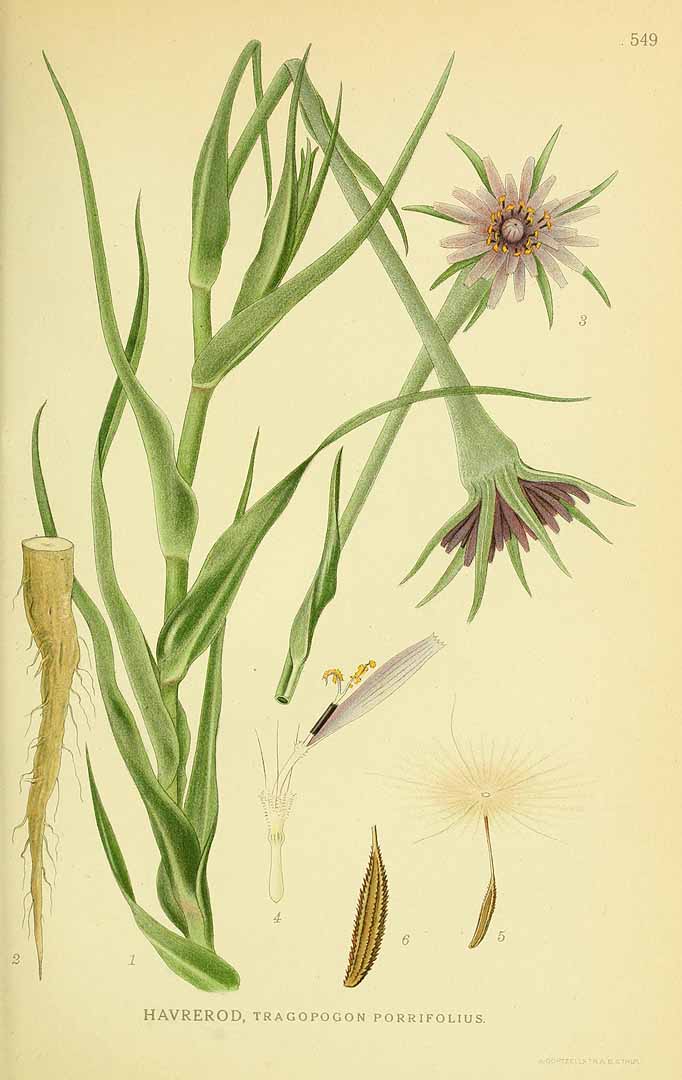 Illustration Tragopogon porrifolius, Par Lindman, C.A.M., Bilder ur Nordens Flora Bilder Nordens Fl. vol. 3 (1922) t. 549, via plantillustrations 