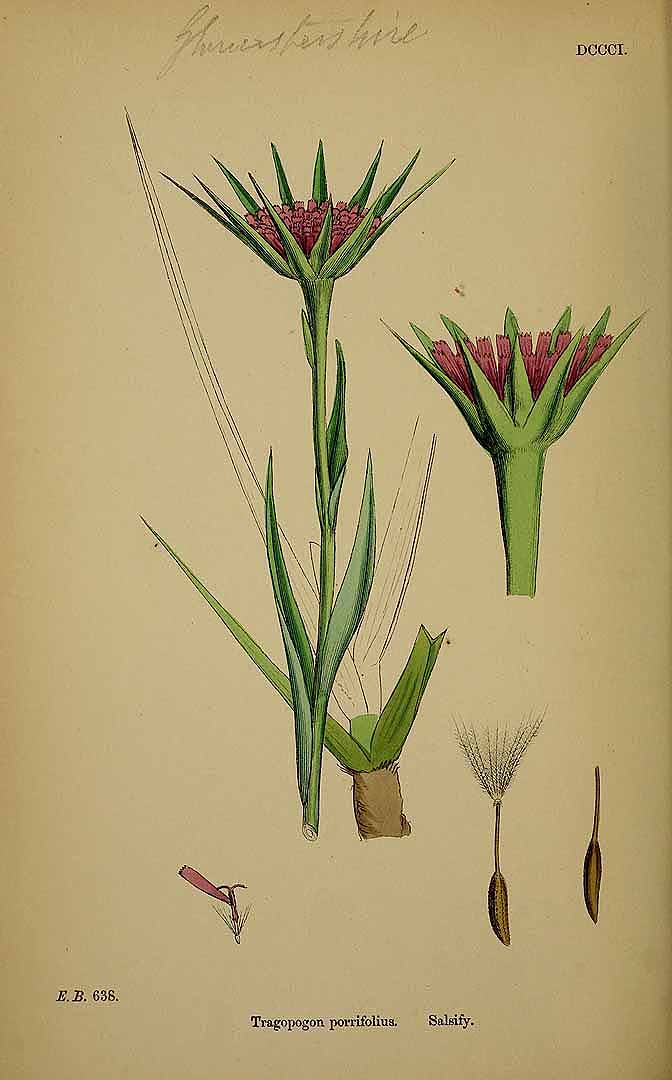 Illustration Tragopogon porrifolius, Par Smith, J.E., English botany, or coloured figures of British plants, ed. 3 [B] [J.E. Sowerby et al] (1863-1899) Engl. Bot., ed. 3 vol. 5 (1866) t. 801, via plantillustrations 