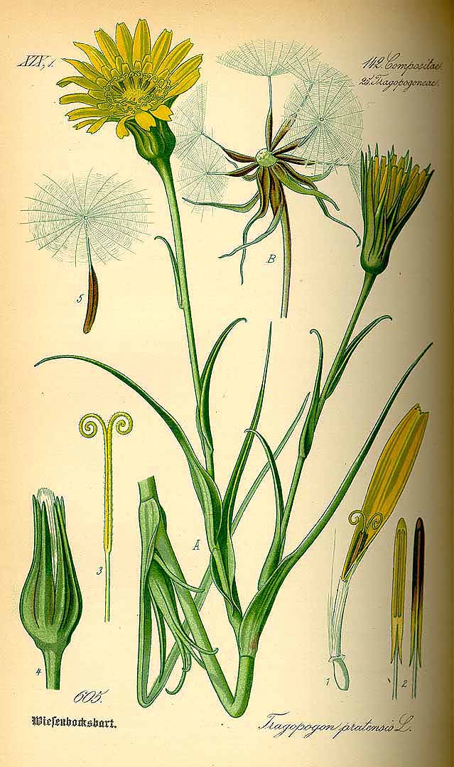 Illustration Tragopogon pratensis, Par Thomé, O.W., Flora von Deutschland Österreich und der Schweiz (1886-1889) Fl. Deutschl. vol. 4 (1885) t. 605, via plantillustrations 