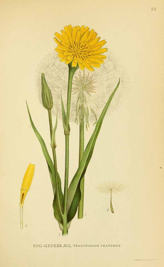 Illustration Tragopogon pratensis, Par Lindman, C.A.M., Bilder ur Nordens Flora Bilder Nordens Fl. vol. 1 (1922) t. 39, via x 