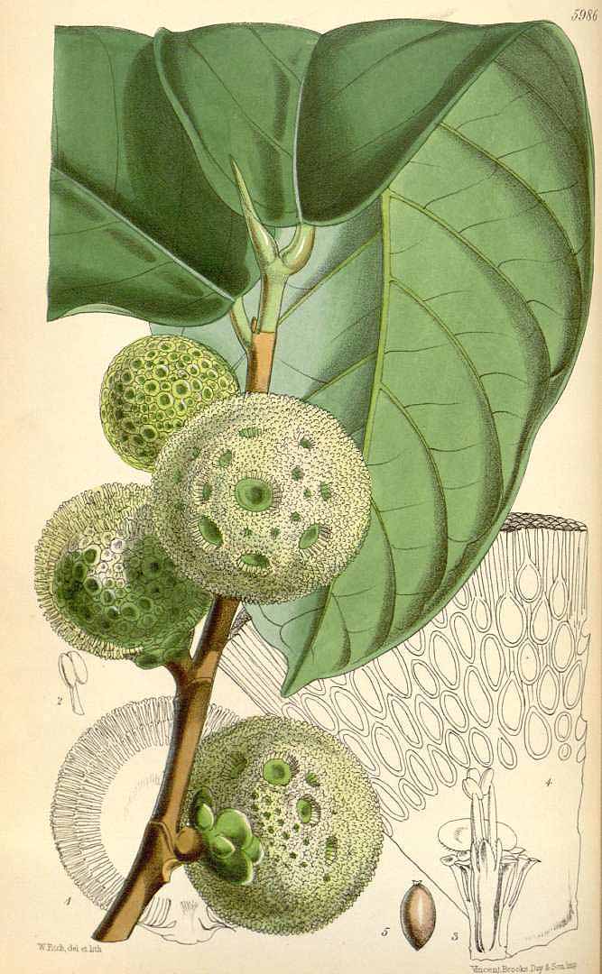 Illustration Treculia africana, Par Curtis, W., Botanical Magazine (1800-1948) Bot. Mag. vol. 98 (1872) [tt. 5943-6008] t. 5986, via plantillustrations 