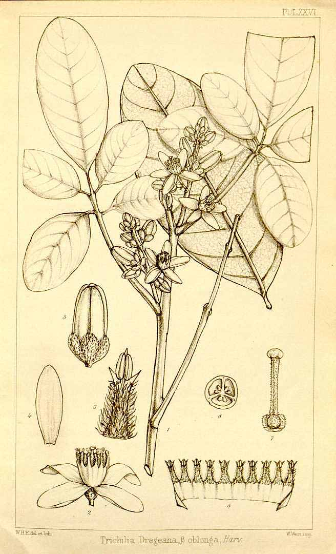 Illustration Trichilia dregeana, Par Harvey, W.H., Thesaurus capensis, or illustrations of South African flora (1859-1863) Thes. Cap. vol. 1 (1859) t. 76, via plantillustrations 