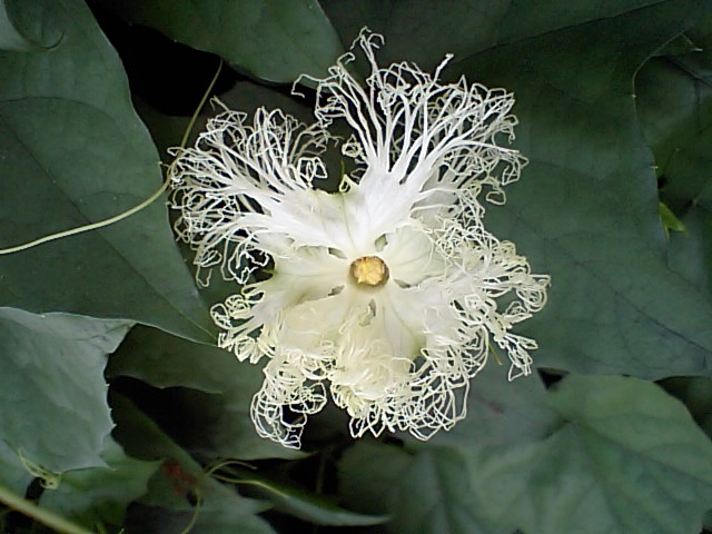 Illustration Trichosanthes kirilowii var. japonica, Par cf. wiki, via wikimedia 