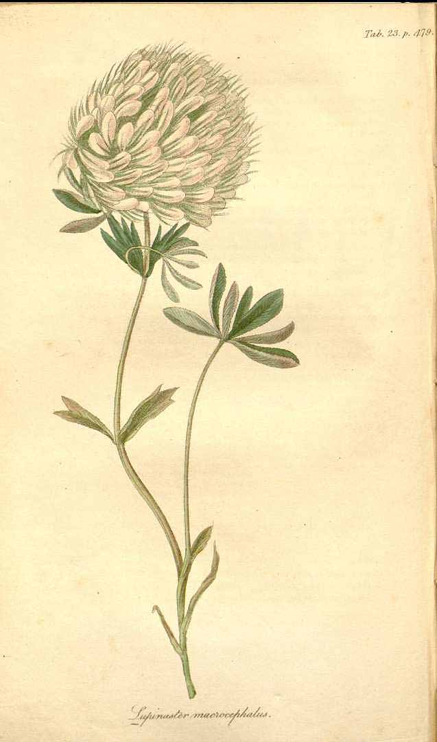 Illustration Trifolium macrocephalum, Par Pursh, F.T., Flora Americae septentrionalis (1814) Fl. Amer. Sept. (Pursh) vol. 2 (1814) t. 23, via plantillustrations 