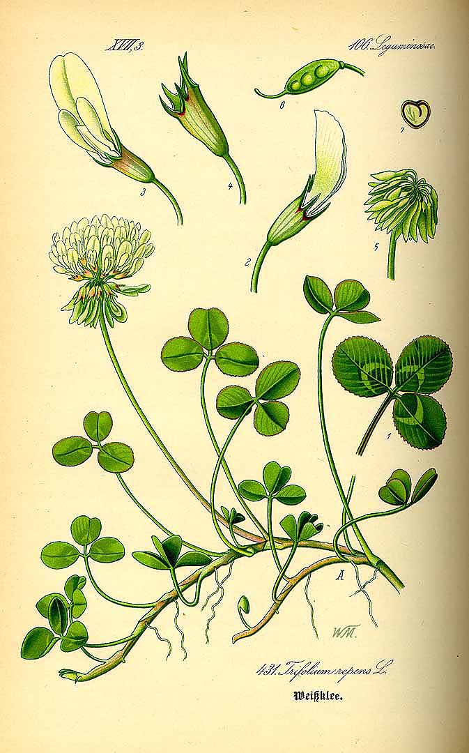Illustration Trifolium repens, Par Thomé, O.W., Flora von Deutschland Österreich und der Schweiz (1886-1889) Fl. Deutschl. vol. 3 (1885) t. 431, via plantillustrations 