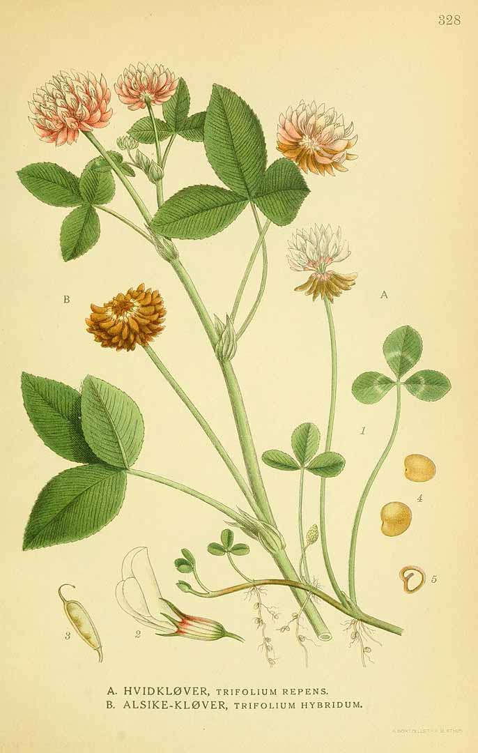Illustration Trifolium repens, Par Lindman, C.A.M., Bilder ur Nordens Flora Bilder Nordens Fl. vol. 2 (1922) t. 328, via plantillustrations 