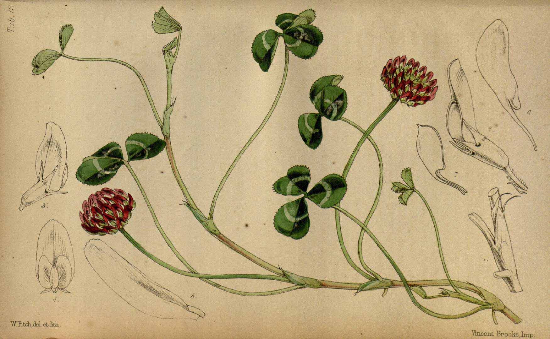 Illustration Trifolium repens, Par Seemann, B.C., Britten, J., Journal of botany, British and foreign (1863-1942) J. Bot. vol. 2 (1864) t. 13, via plantillustrations 