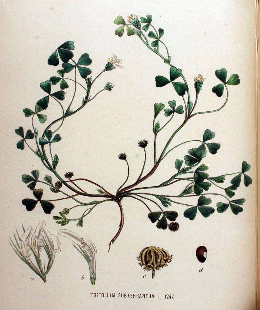 Illustration Trifolium subterraneum, Par Kops, J., Flora Batava (1800-1934) Fl. Bat. vol. 16 (1881) t. 1247, via plantillustrations 