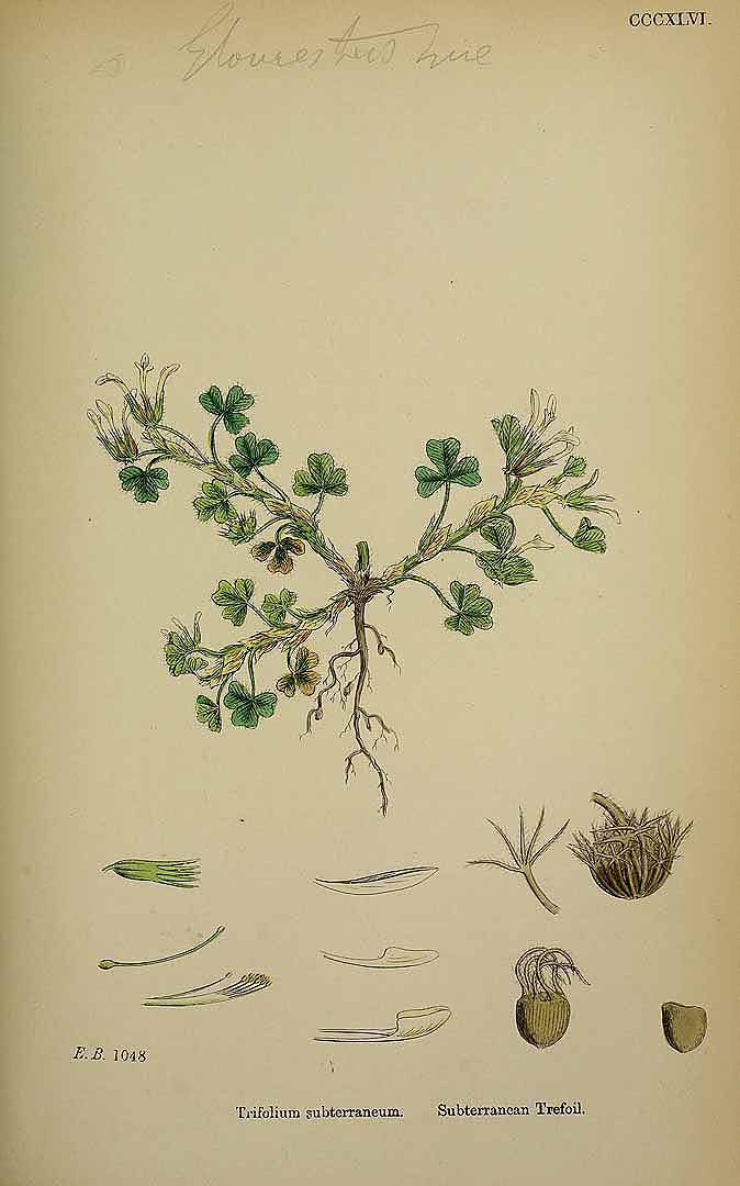 Illustration Trifolium subterraneum, Par Smith, J.E., English botany, or coloured figures of British plants, ed. 3 [B] [J.E. Sowerby et al] (1863-1899) Engl. Bot., ed. 3 vol. 3 (1864) t. 346, via plantillustrations 
