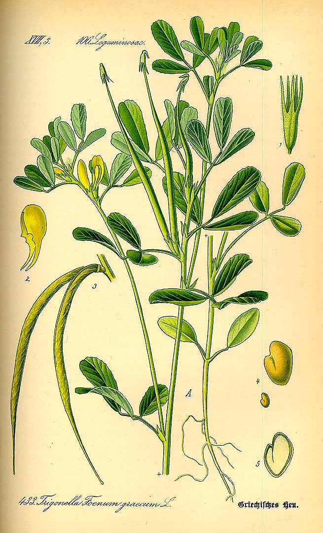 Illustration Trigonella foenum-graecum, Par Thomé, O.W., Flora von Deutschland Österreich und der Schweiz (1886-1889) Fl. Deutschl. vol. 3 (1885) t. 433, via plantillustrations 