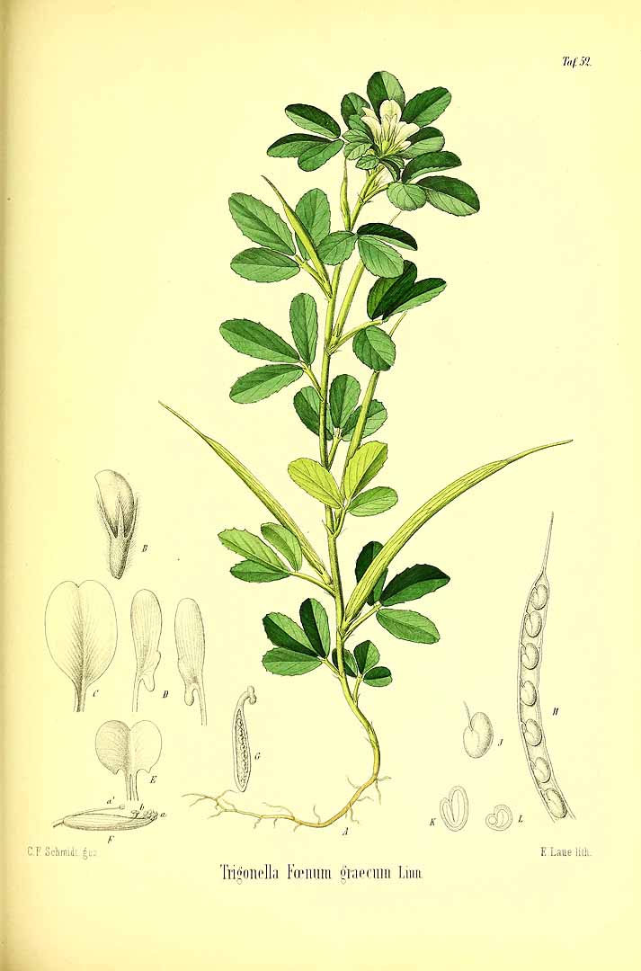 Illustration Trigonella foenum-graecum, Par Berg, O.C., Schmidt, C.F., Atlas der officinellen Pflanzen (1893-1902) Atlas. Off. Pfl. vol. 2 (1894) t. 52, via plantillustrations 