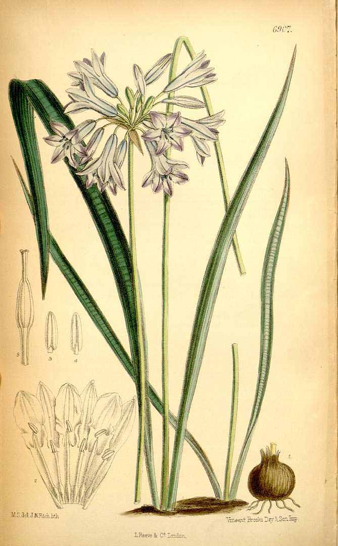 Illustration Triteleia grandiflora, Par Curtis, W., Botanical Magazine (1800-1948) Bot. Mag. vol. 112 (1886) [tt. 6853-6912] t. 6907, via plantillustrations 