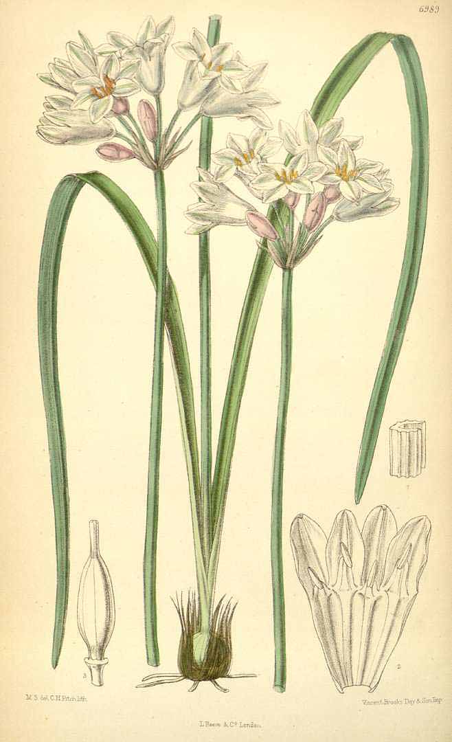 Illustration Triteleia grandiflora, Par Curtis, W., Botanical Magazine (1800-1948) Bot. Mag. vol. 114 (1888) [tt. 6973-7032] t. 6989, via plantillustrations 