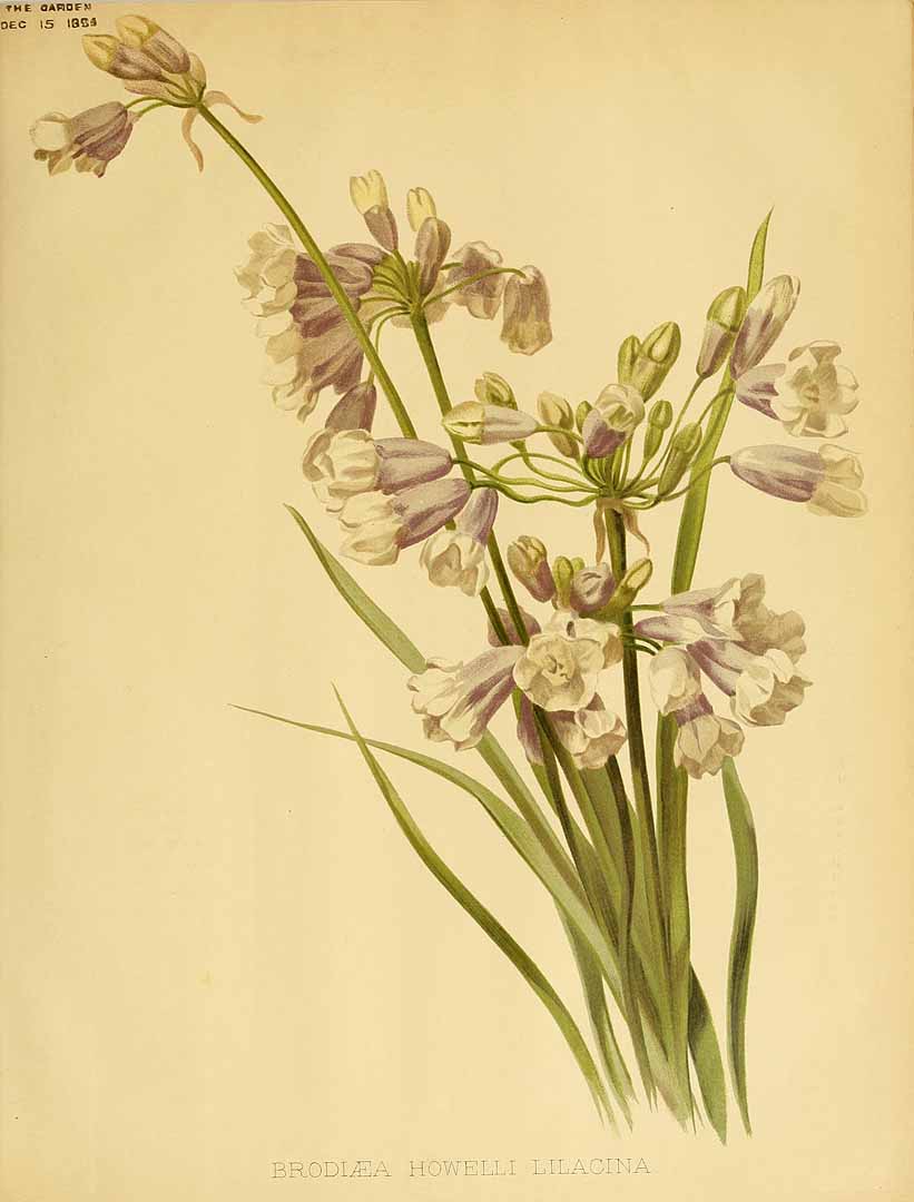 Illustration Triteleia grandiflora, Par garden (1872-1927) The Garden vol. 46 (1894), via plantillustrations 