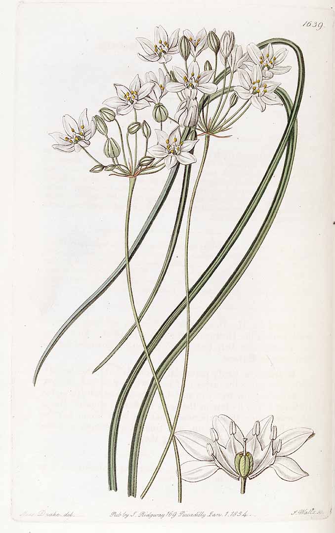 Illustration Triteleia hyacinthina, Par Lindley, J., Edwards?s Botanical Register (1829-1847) Edwards?s Bot. Reg. vol. 19 (1833) [tt. 1565-1652] t. 1639, via plantillustrations 
