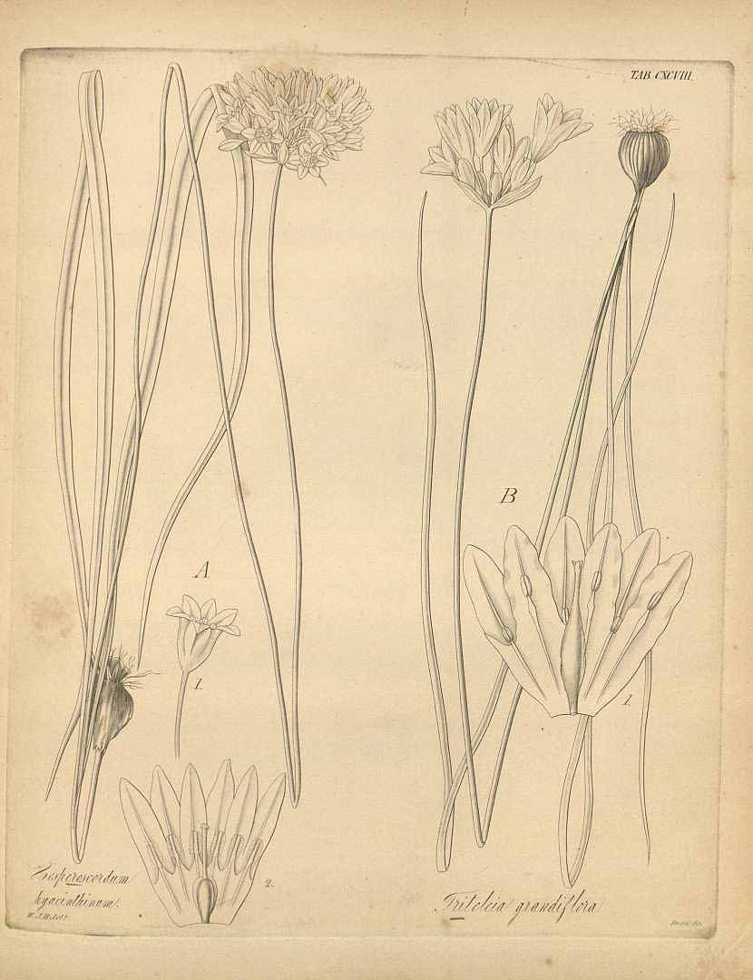 Illustration Triteleia hyacinthina, Par Hooker, W.J., Flora boreali-americana, or, the botany of the northern parts of British America (1829-1840) Fl. Bor.-Amer. (Hooker) vol. 2 (1840) t. 198, via plantillustrations 