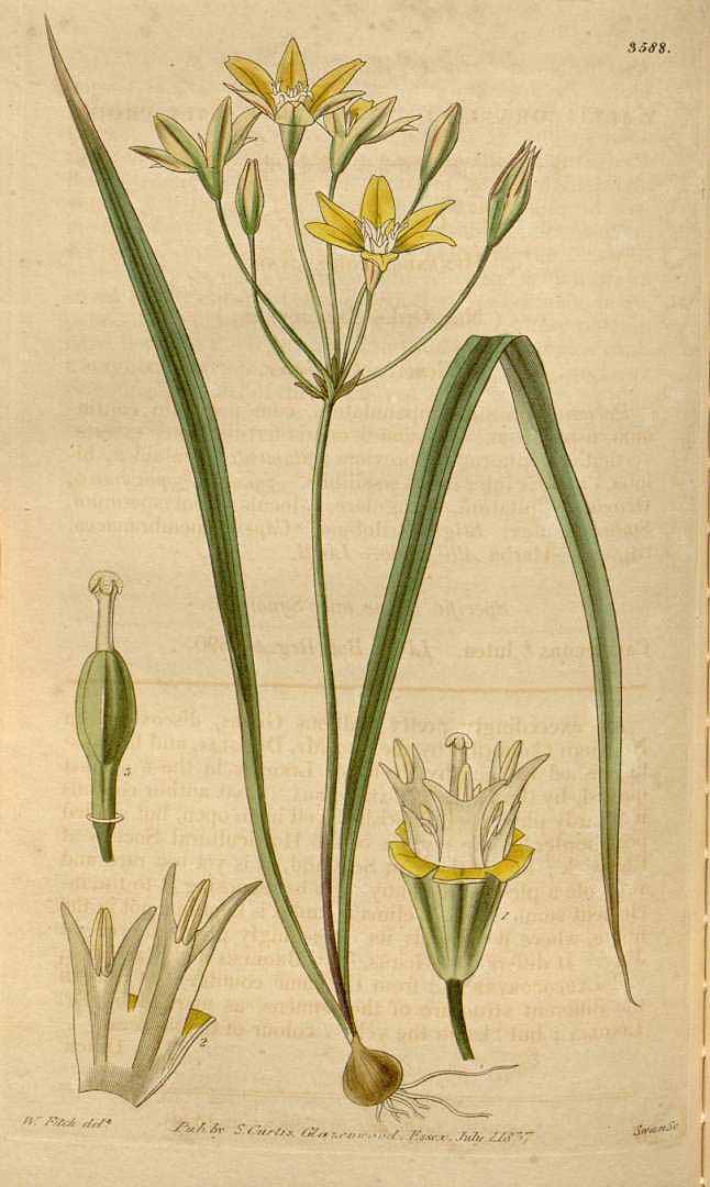 Illustration Triteleia ixioides, Par Curtis, W., Botanical Magazine (1800-1948) Bot. Mag. vol. 64 (1837) [tt. 3542-3625] t. 3588, via plantillustrations 