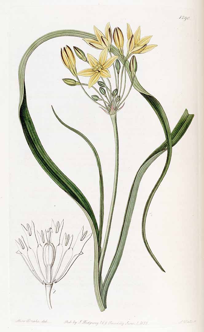 Illustration Triteleia ixioides, Par Lindley, J., Edwardss Botanical Register (1829-1847) Edwardss Bot. Reg. vol. 19 (1833) [tt. 1565-1652] t. 1590, via plantillustrations 