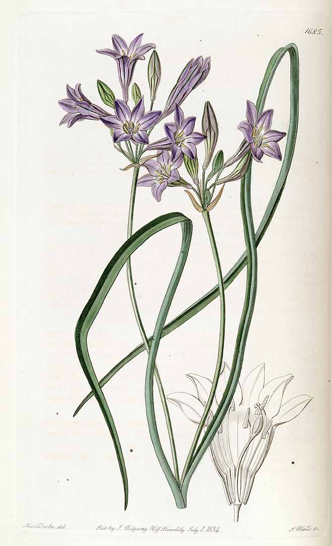 Illustration Triteleia laxa, Par Lindley, J., Edwardss Botanical Register (1829-1847) Edwardss Bot. Reg. vol. 20 (1834) [tt. 1653-1741] t. 1685, via plantillustrations 