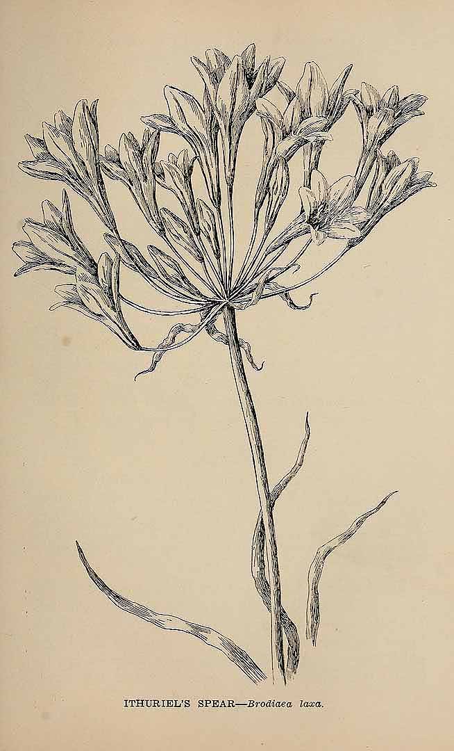 Illustration Triteleia laxa, Par Parsons, M.E., wild flowers of California; their names, haunts, and habits (1897) Wild Fl. Calif. (1906) p. 311 , via plantillustrations 