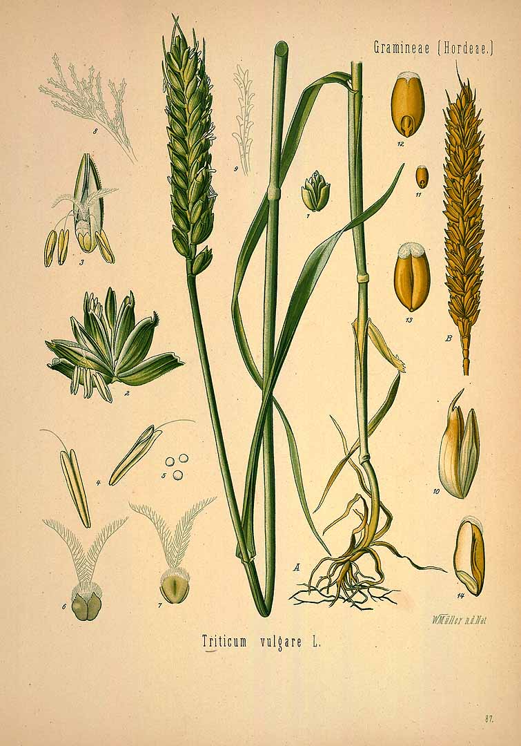 Illustration Triticum aestivum, Par Ko&#776;hler, F.E., Ko&#776;hlers Medizinal Pflanzen (1883-1914) Med.-Pfl. vol. 2 (1890) t. 87, via plantillustrations 