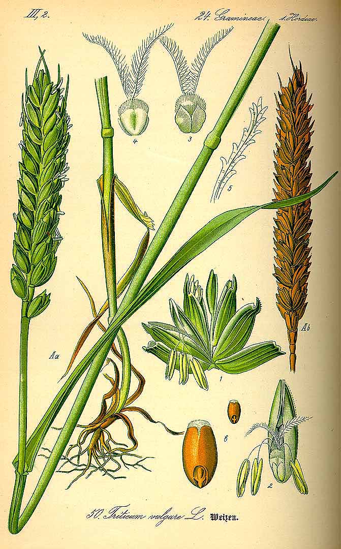 Illustration Triticum aestivum, Par Thomé, O.W., Flora von Deutschland Österreich und der Schweiz (1886-1889) Fl. Deutschl. vol. 1 (1885) t. 50, via plantillustrations 