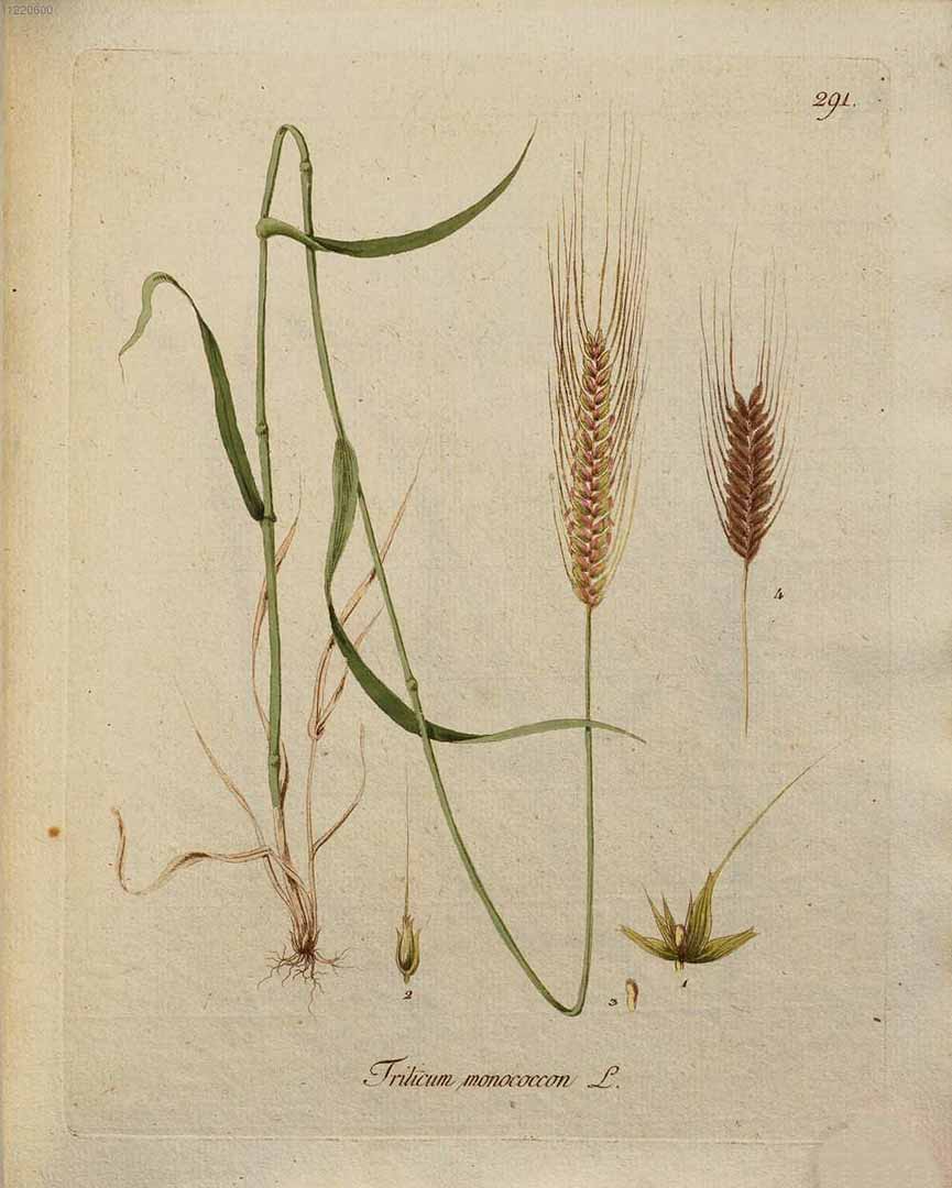 Illustration Triticum monococcum, Par Kerner, J.S., Abbildungen aller ökonomischen Pflanzen (1786-1798) Abbild. Oekon. Pfl. vol. 3 (1789) t. 291, via plantillustrations 
