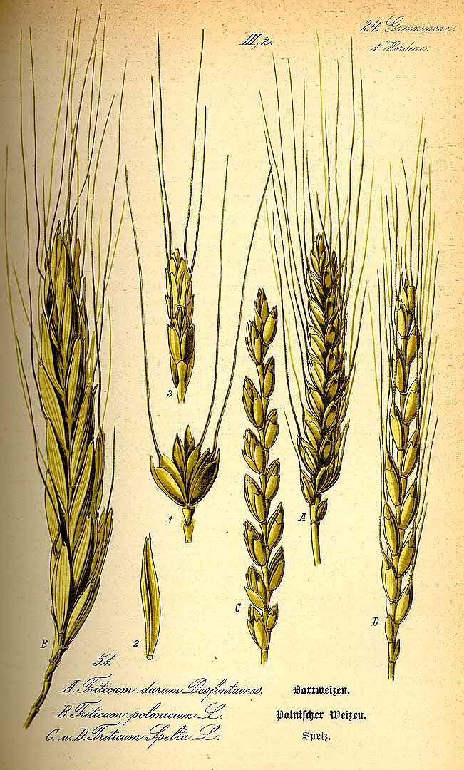 Illustration Triticum aestivum spelta, Par Thomé, O.W., Flora von Deutschland Österreich und der Schweiz (1886-1889) Fl. Deutschl. vol. 1 (1885) t. 51	f. C,D , via plantillustrations 