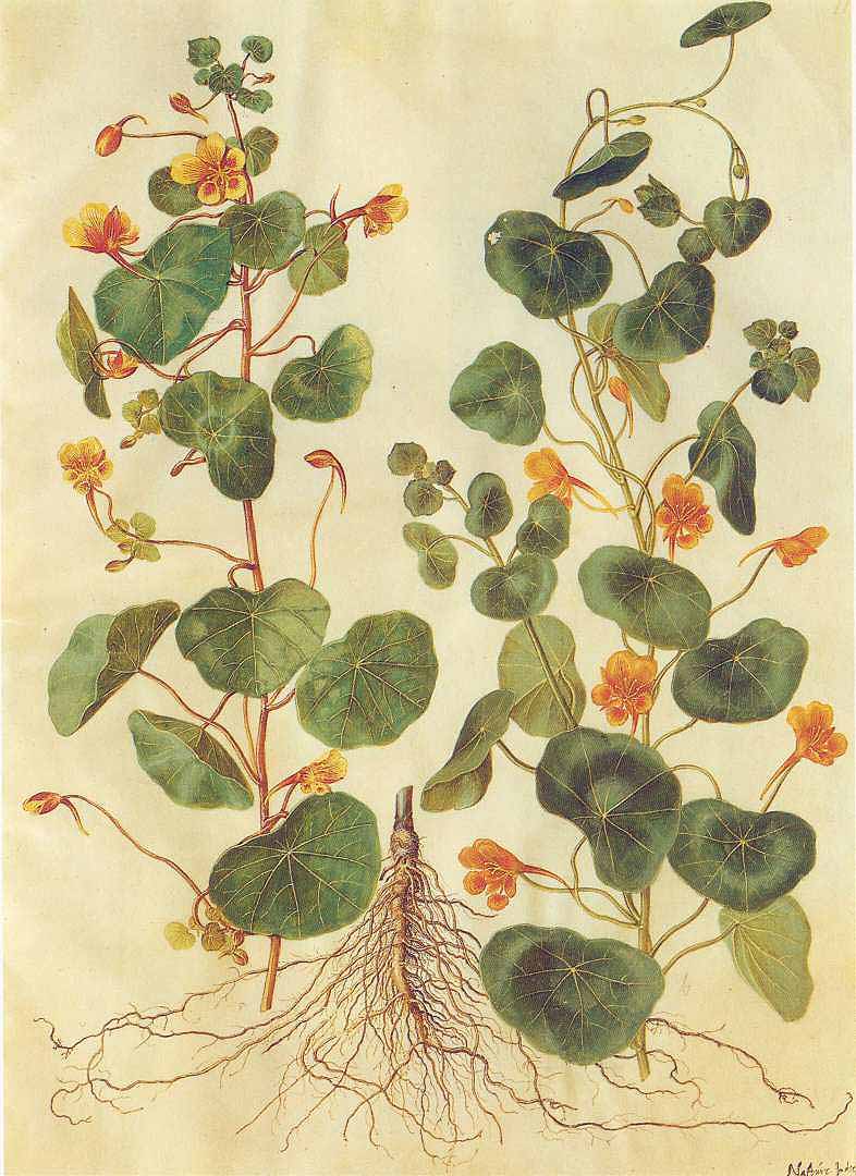 Illustration Tropaeolum minus, Par Gottorfer Codex (1649-1659) Gottorfer Codex vol. 4 (1649-1659) [tt. 1-90] t. 11, via plantillustrations 