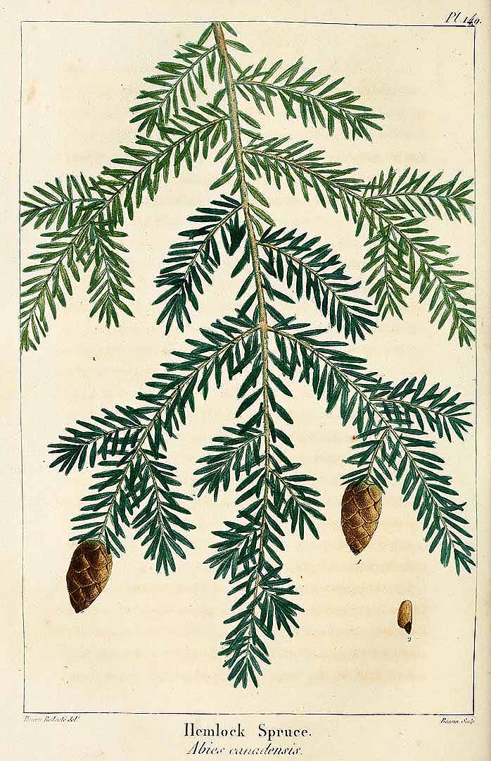 Illustration Tsuga canadensis, Par Michaux, F.A., North American sylva (1817-1819) N. Amer. Sylv. vol. 3 (1819) t. 149, via plantillustrations 