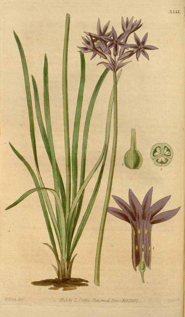 Illustration Tulbaghia violacea, Par Curtis, W., Botanical Magazine (1800-1948) Bot. Mag. vol. 64 (1837) [tt. 3542-3625] t. 3555, via plantillustrations 