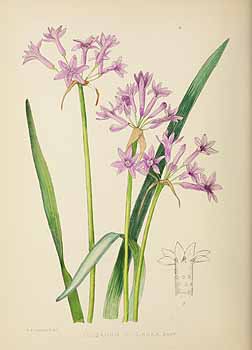 Illustration Tulbaghia violacea, Par Pole Evans, I.B., Flowering plants of (South) Africa (1922) Fl. Pl. Afr. vol. 1 (1921) [tt. 1-40] t. 9, via plantillustrations 