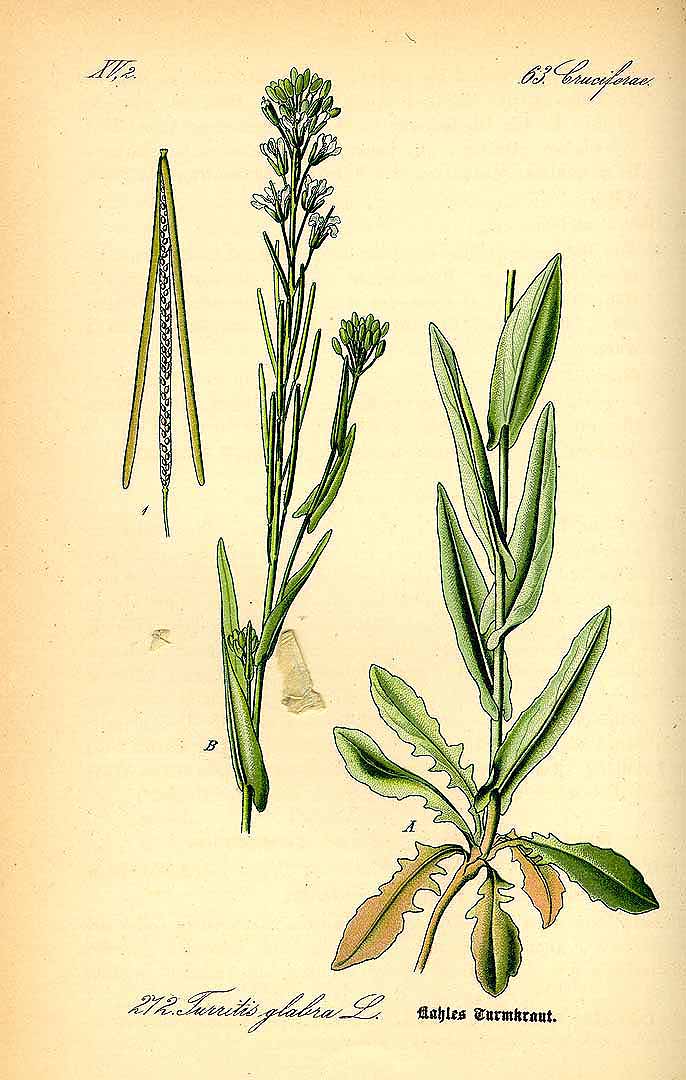 Illustration Turritis glabra, Par Thomé, O.W., Flora von Deutschland ?sterreich und der Schweiz (1886-1889) Fl. Deutschl. vol. 2 (1885) t. 272, via plantillustrations 