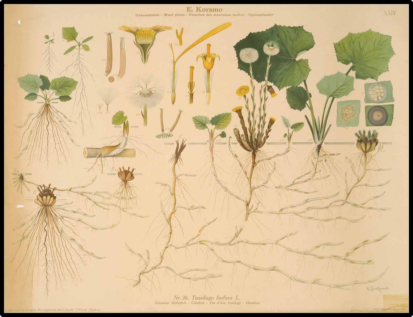 Illustration Tussilago farfara, Par Korsmo, E., Unkrauttaflen - Weed plates - Planches des mauvaises herbes - Ugressplansjer (1934-1938)  (1934) t. 24	f. 36 , via plantillustrations 