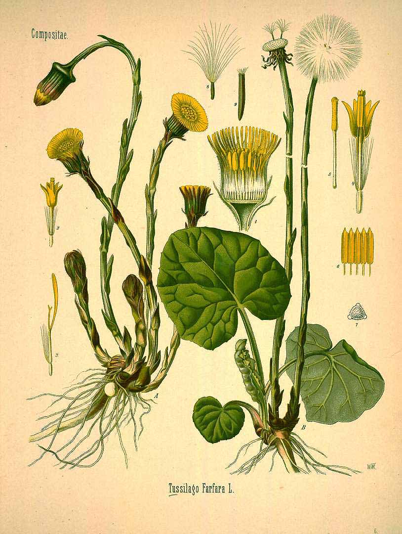 Illustration Tussilago farfara, Par Ko&#776;hler, F.E., Ko&#776;hler?s Medizinal Pflanzen (1883-1914) Med.-Pfl. vol. 1 (1887) t. 6	, via plantillustrations 
